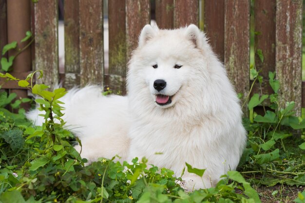 写真 白いサモエドの子犬は緑の草の上に座っています自然の中で犬は公園を散歩します