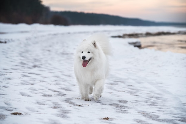 白いサモエド白い犬はラトビアの雪のビーチにいます