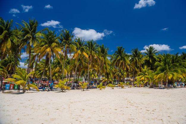 코코스 야자수가 있는 하얀 모래 해변 Isla Mujeres 섬 카리브해 칸쿤 유카탄 멕시코