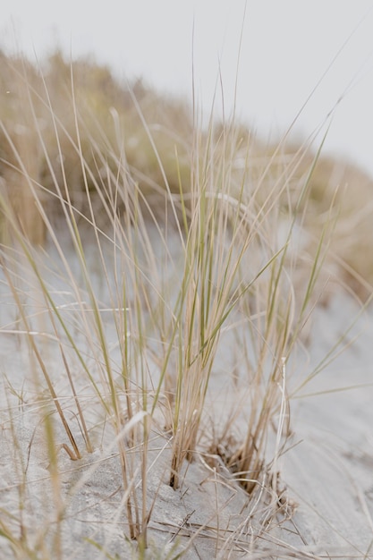 Пляж с белым песком и сухими бежевыми стеблями травы