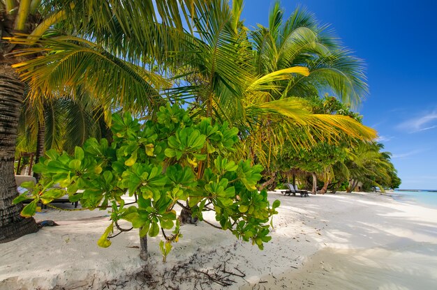 White sand beach with palms and green plants