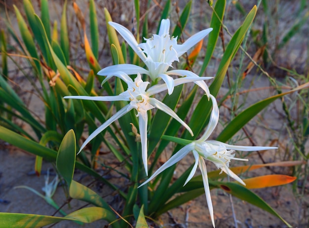 White Sand Lilies (closeup) on sandy beach.