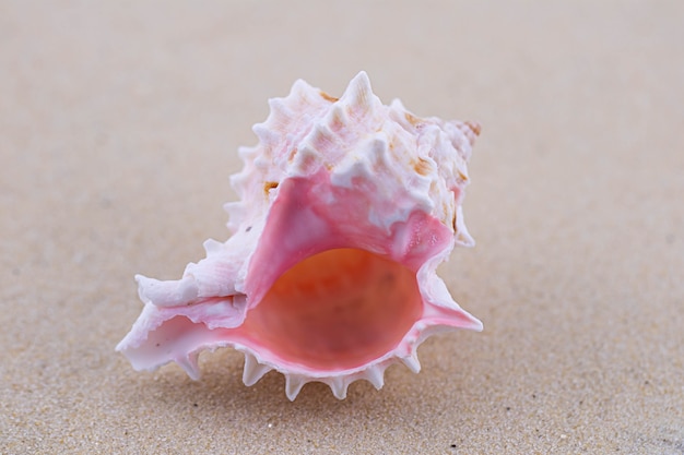 On the white sand a pink seashell of an unusual shape. The beach near the sea or ocean.