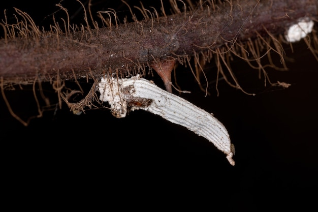 White scale insects of the superfamily coccoidea in a\
plant