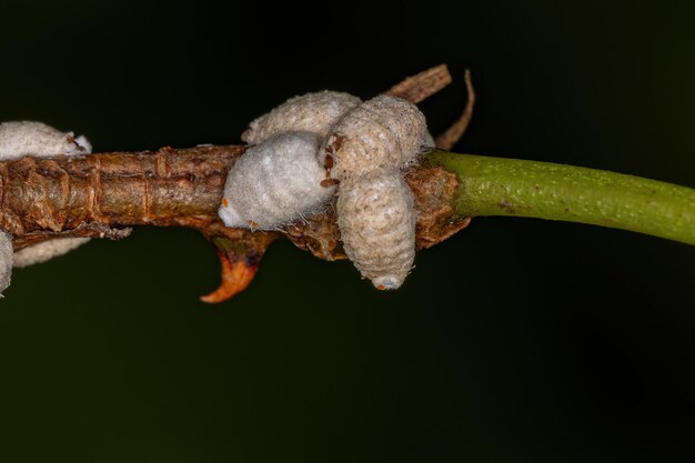 Insetti a scaglia bianca della superfamiglia coccoidea