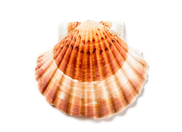 White scallop shell isolated on white background