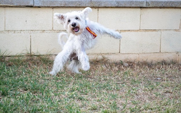 Foto cane schnauzer bianco che gioca all'aperto nel parco concepto di animali domestici e animali