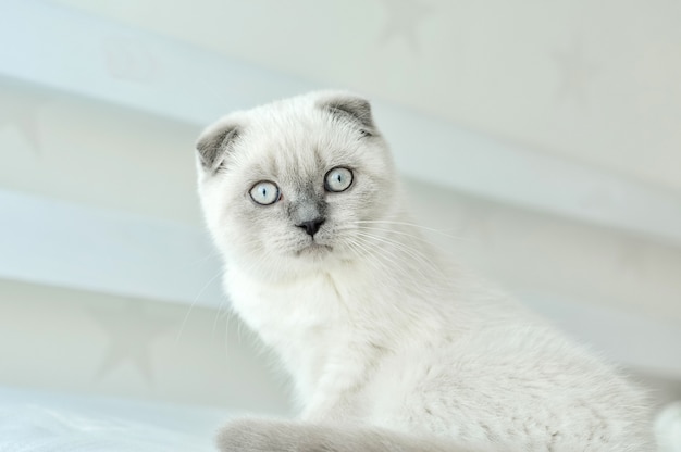 White Scottish fold domestic cat sitting in bed. Beautiful white kitten. Portrait of Scottish kitten with blue eyes.