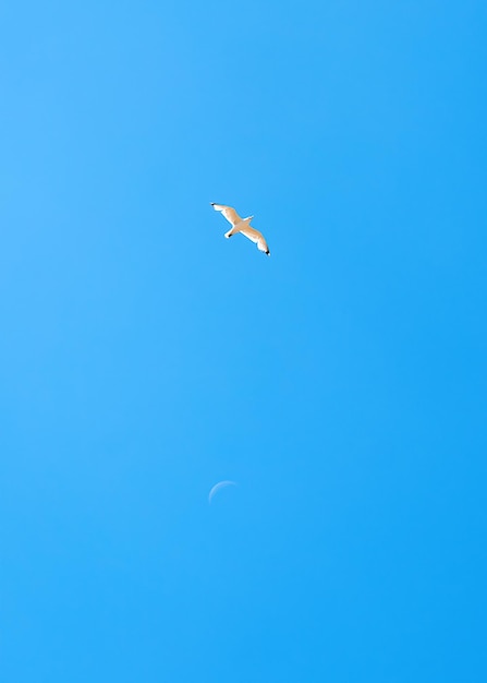 White sea gull flies in the blue sky