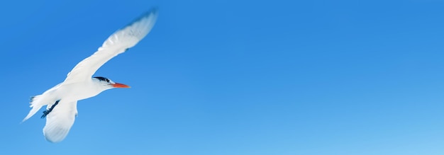 White sea gull in flight against the blue sky Banner format