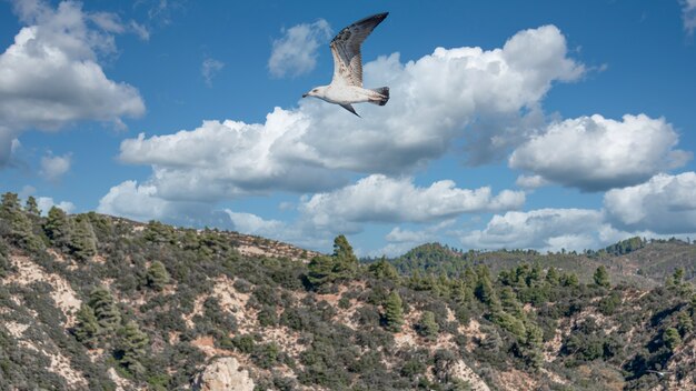 White sea gull flying in the blue sunny sky over the coast of the sea