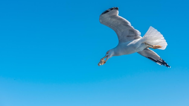 Volo del gabbiano di mare bianco nel cielo soleggiato blu sopra la costa del mare