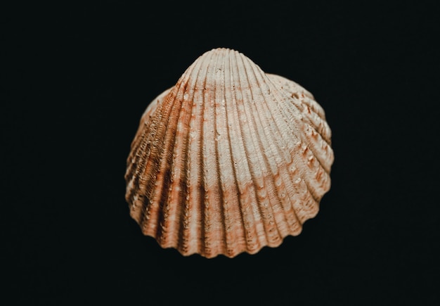 White sea shell isolated on black background