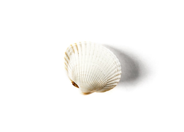 White sea shell isolated on white background