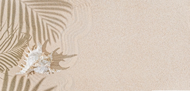 White Sea shells on sand and palm tree  shadows. Tropical background, holiday tropical concept