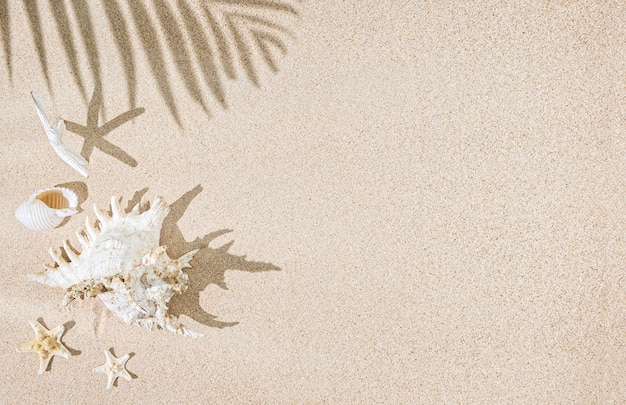 White Sea shells and star fish on sand and palm tree  shadows. Tropical background