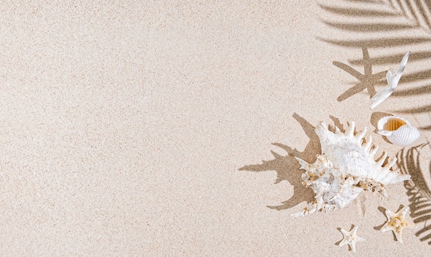 White Sea shells and star fish on sand and palm tree shadows.