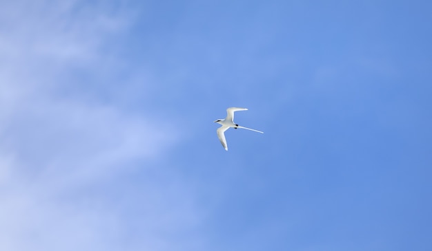 white seabird flying in the sky in the Indian Ocean