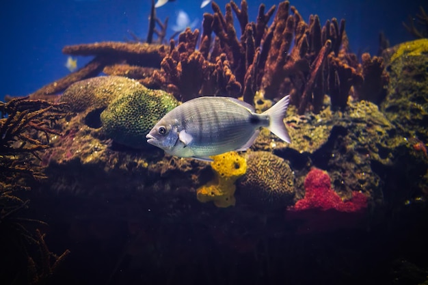 White seabream fish underwater in sea