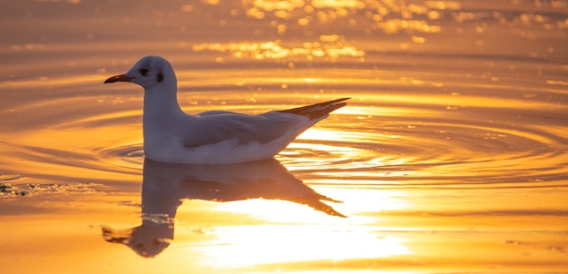 White seagull on the beach at sunset.