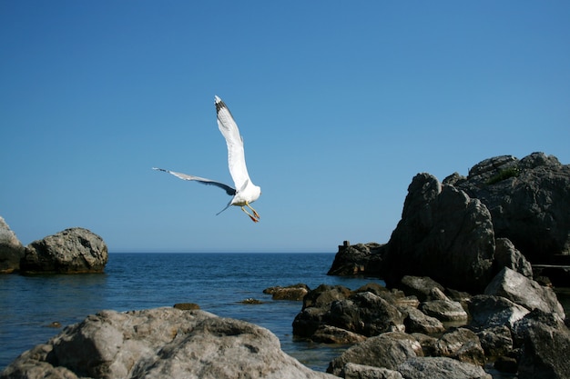 White seagull flies on the rocks of a stone beach of the Black Sea