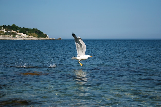 Белая чайка летит на скалах каменного пляжа Черного моря