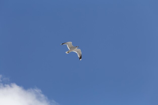 White seagull flies through the blue sky