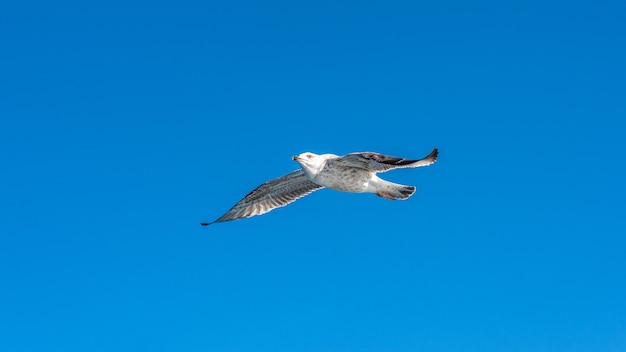 海の海岸の青い晴れた空を飛んでいる白いカモメ