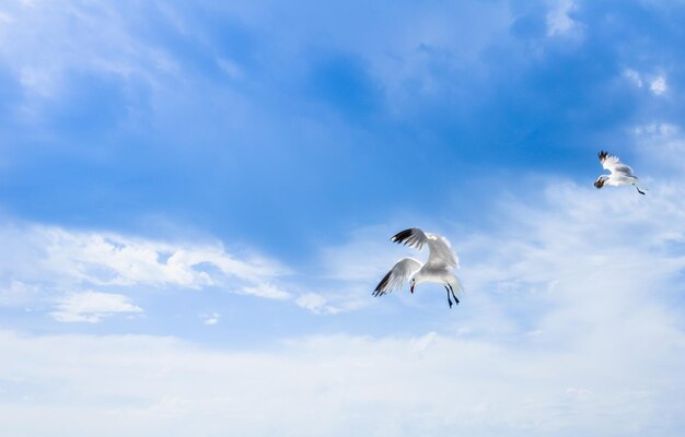 white seagull flying in a bright blue sky searching for food over person with outstretched arm