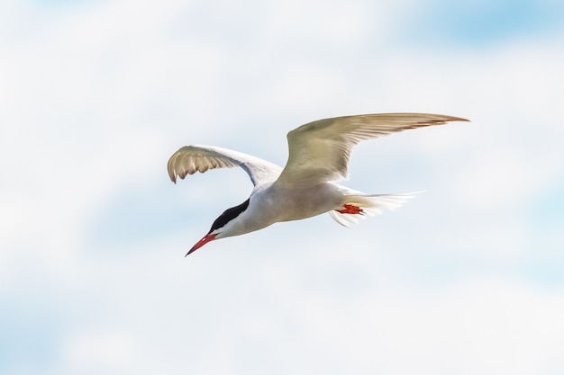 White seagull in the sky, seagull in flight