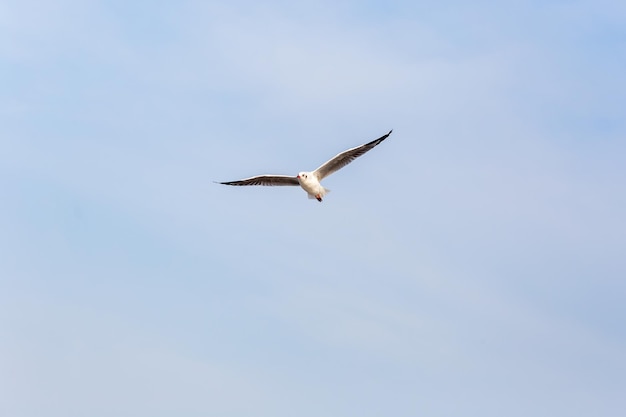 White seagull soaring in the blue sky