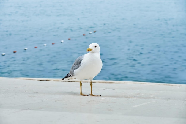 White seagull strolls along concrete waterfront near calm sea