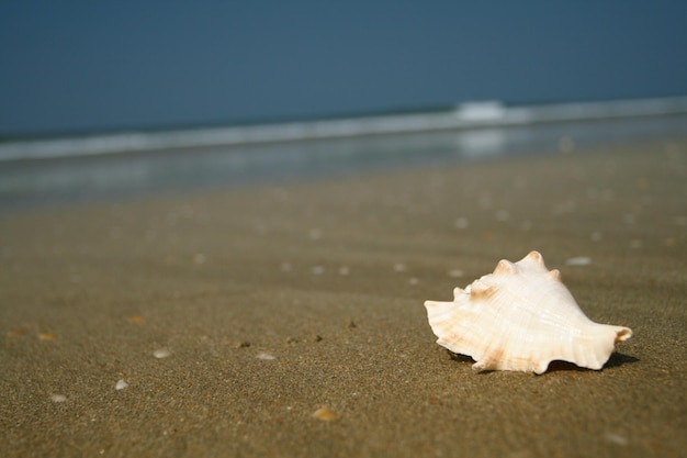 White seashell lying on the sand of the beach