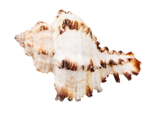 Photo white seashell of mollusc isolated on white