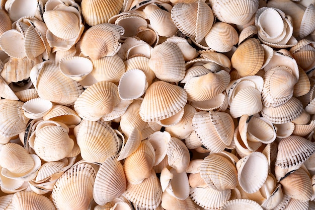 White seashells texture for background or wallpaper. Top view