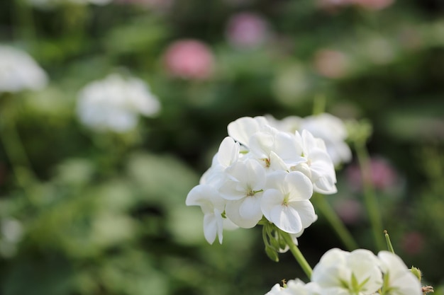 クローズアップで白いセダムの花