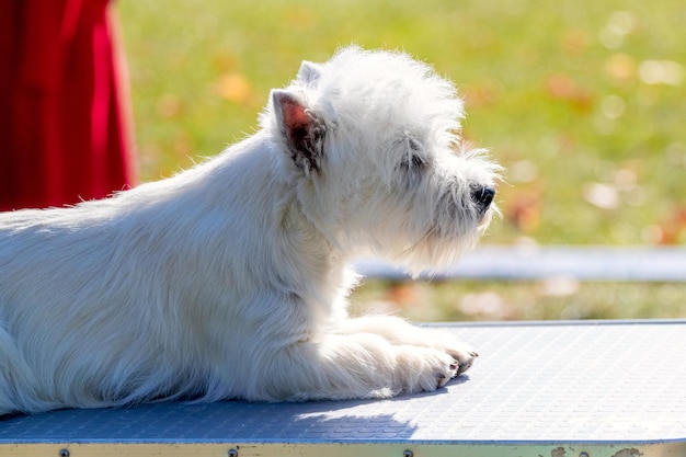 White shaggy West Highland White Terrier dog lies in the park on a table