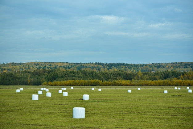 White sheaves of hay on an agricultural field in autumn