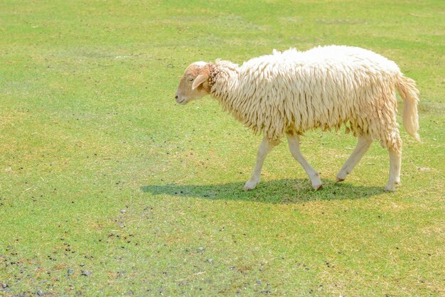 White sheep on the farm