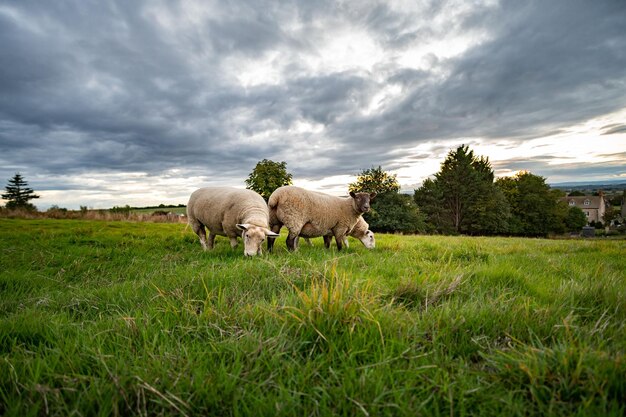 White sheep in a field grazing under the dramatic clouds Gloucestershire England UK