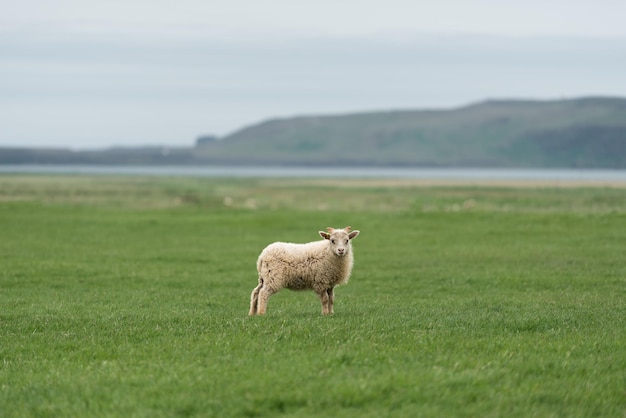 Pecore bianche su un campo verde in islanda