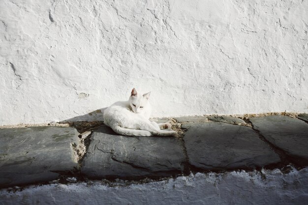 White sheep on ground