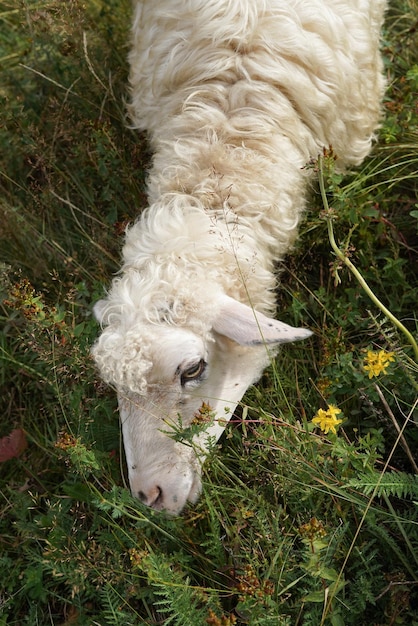 A white sheep is grazing in a meadow the concept of organic\
production production of products of animal origin and good\
treatment of animals