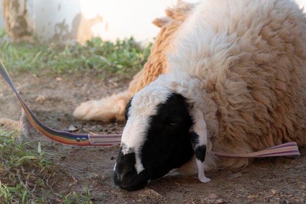 White sheep sleeping