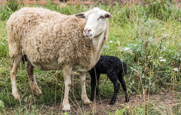 生まれたばかりの黒い子羊と白い羊。