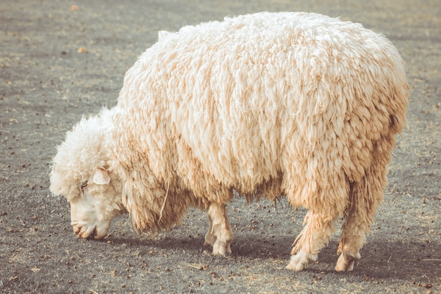 White sheep 