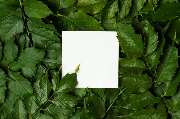 Photo white sheet of paper on a background of green foliage