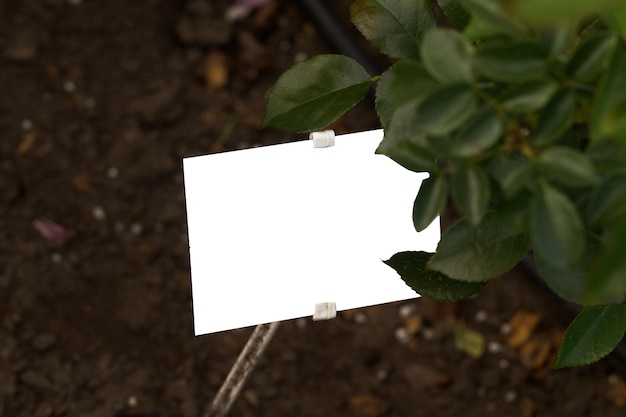 White sheet of paper in green leaves for mockup