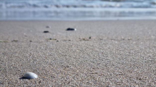 A white shell on the beach is laying on the sand.