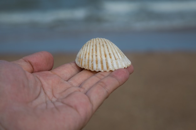 White Shell in hand with sand and beach on background